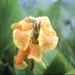 Dosna 'Tany' - Canna 'Tany'