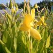 Dosna 'Ra' - Canna 'Ra'