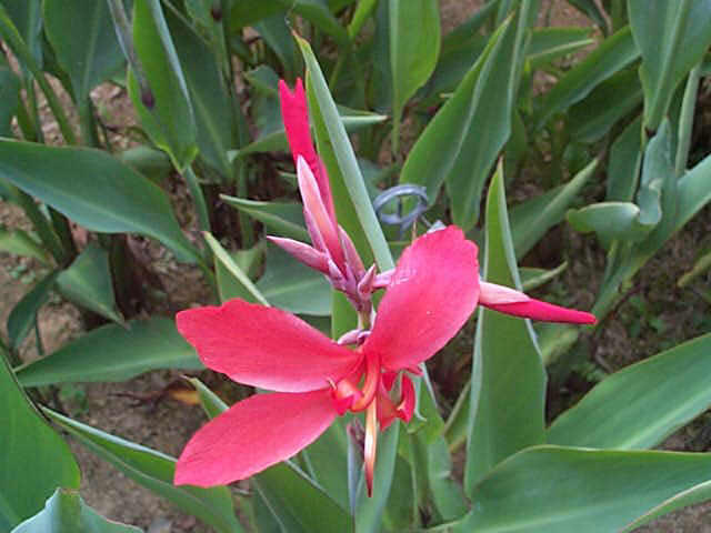 Dosna 'Endeavour' - Canna 'Endeavour'