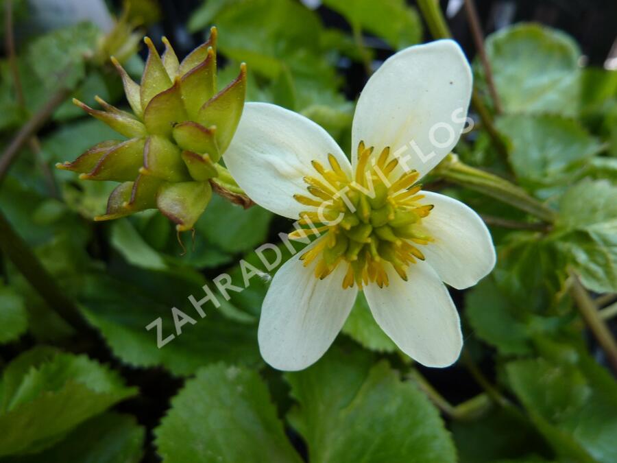 Blatouch bahenní 'Alba' - Caltha palustris 'Alba'