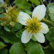 Blatouch bahenní 'Alba' - Caltha palustris 'Alba'