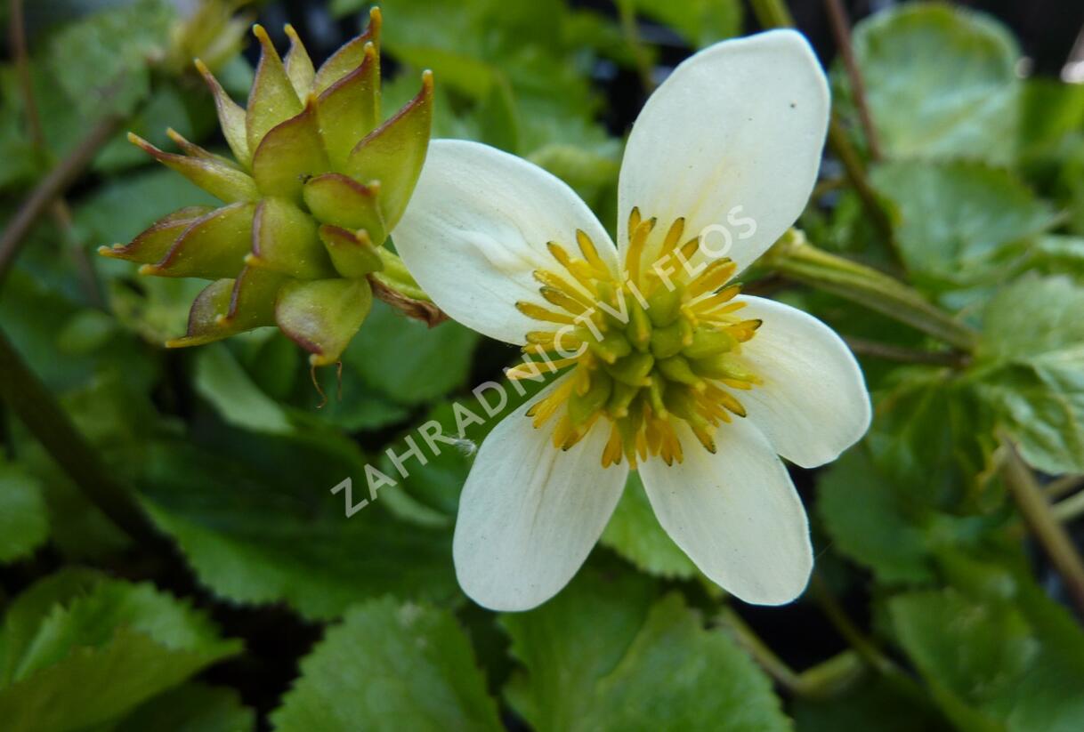 Blatouch bahenní 'Alba' - Caltha palustris 'Alba'