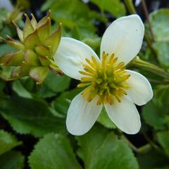 Blatouch bahenní 'Alba' - Caltha palustris 'Alba'