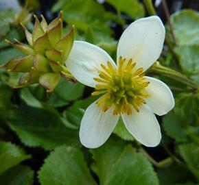 Blatouch bahenní 'Alba'