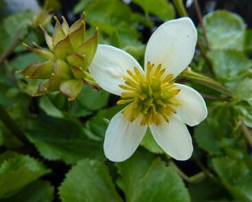 Blatouch bahenní 'Alba'