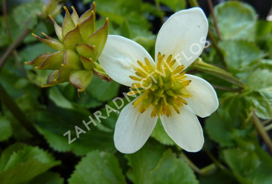Blatouch bahenní 'Alba' - Caltha palustris 'Alba'