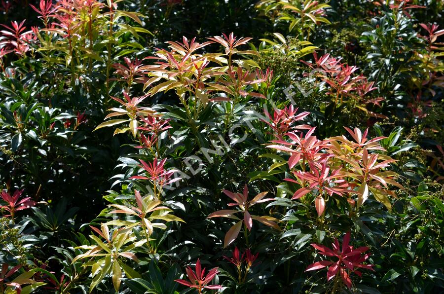 Pieris květnatý 'Forest Flame' - Pieris 'Forest Flame'