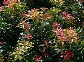 Pieris květnatý 'Forest Flame' - Pieris floribunda 'Forest Flame'