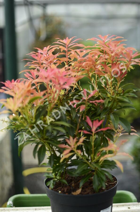 Pieris květnatý 'Forest Flame' - Pieris 'Forest Flame'