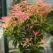 Pieris květnatý 'Forest Flame' - Pieris 'Forest Flame'