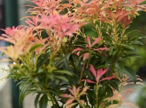 Pieris květnatý 'Forest Flame' - Pieris floribunda 'Forest Flame'