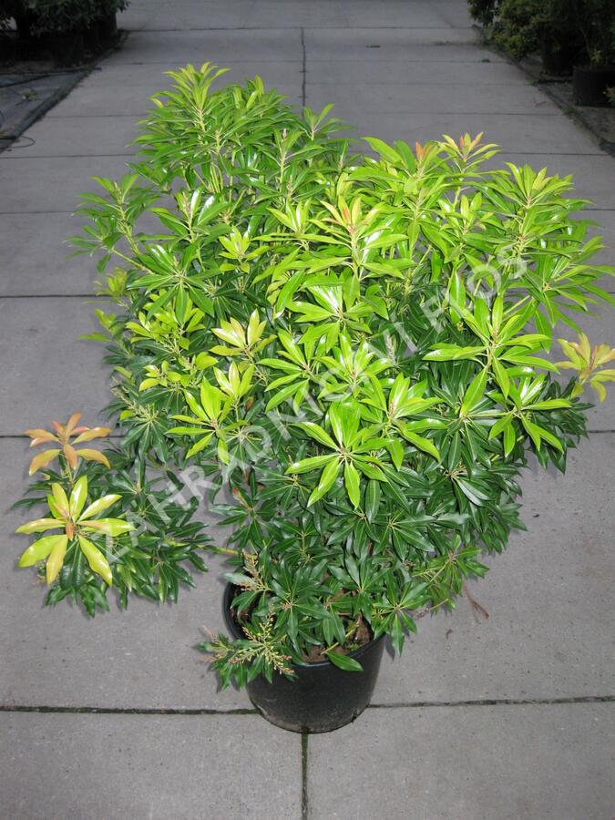 Pieris květnatý 'Forest Flame' - Pieris 'Forest Flame'