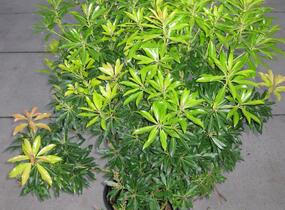 Pieris květnatý 'Forest Flame' - Pieris floribunda 'Forest Flame'