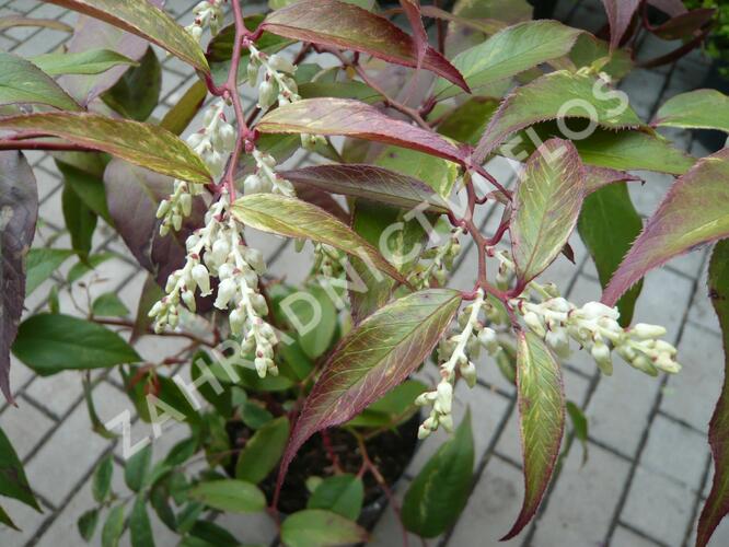 Leukothoe Walterova 'Rainbow' - Leucothoe walteri 'Rainbow'