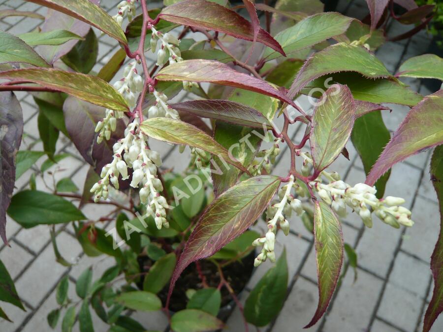 Leukothoe Walterova 'Rainbow' - Leucothoe walteri 'Rainbow'