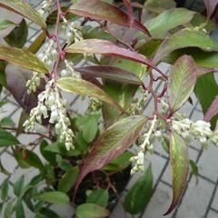 Leukothoe Walterova 'Rainbow' - Leucothoe walteri 'Rainbow'