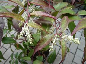 Leukothoe Fontanesova 'Rainbow' - Leucothoe fontanesiana 'Rainbow'