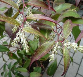 Leukothoe Walterova 'Rainbow' - Leucothoe walteri 'Rainbow'