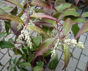 Leukothoe Fontanesova 'Rainbow'