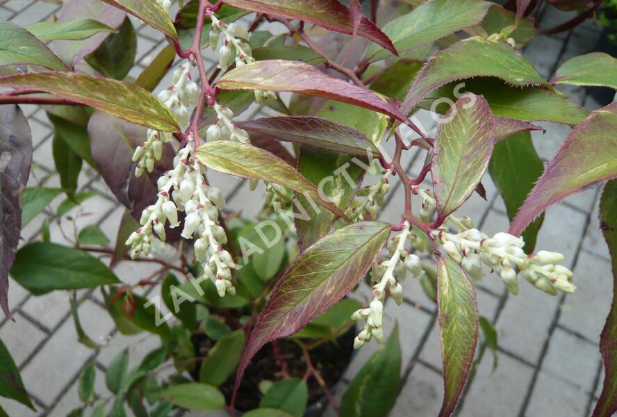 Leukothoe Fontanesova 'Rainbow' - Leucothoe fontanesiana 'Rainbow'