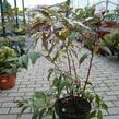 Leukothoe Walterova 'Rainbow' - Leucothoe walteri 'Rainbow'