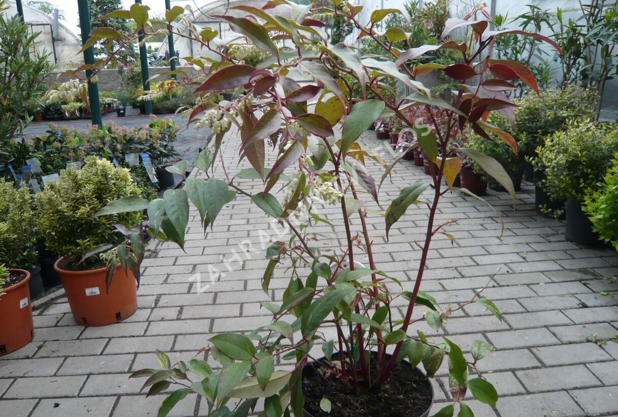 Leukothoe Fontanesova 'Rainbow' - Leucothoe fontanesiana 'Rainbow'