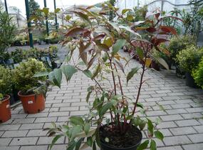 Leukothoe Fontanesova 'Rainbow' - Leucothoe fontanesiana 'Rainbow'