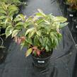 Leukothoe Walterova 'Rainbow' - Leucothoe walteri 'Rainbow'