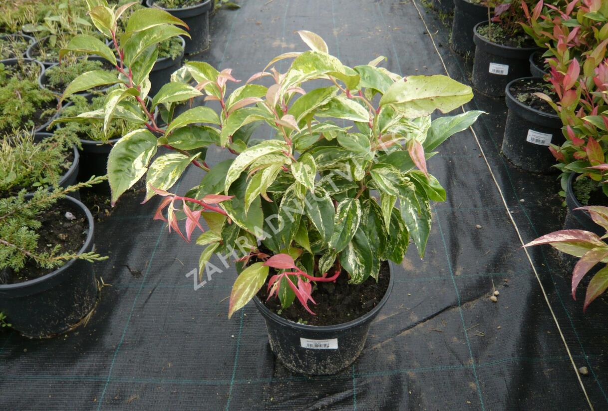 Leukothoe Fontanesova 'Rainbow' - Leucothoe fontanesiana 'Rainbow'