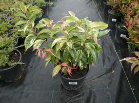 Leukothoe Fontanesova 'Rainbow' - Leucothoe fontanesiana 'Rainbow'