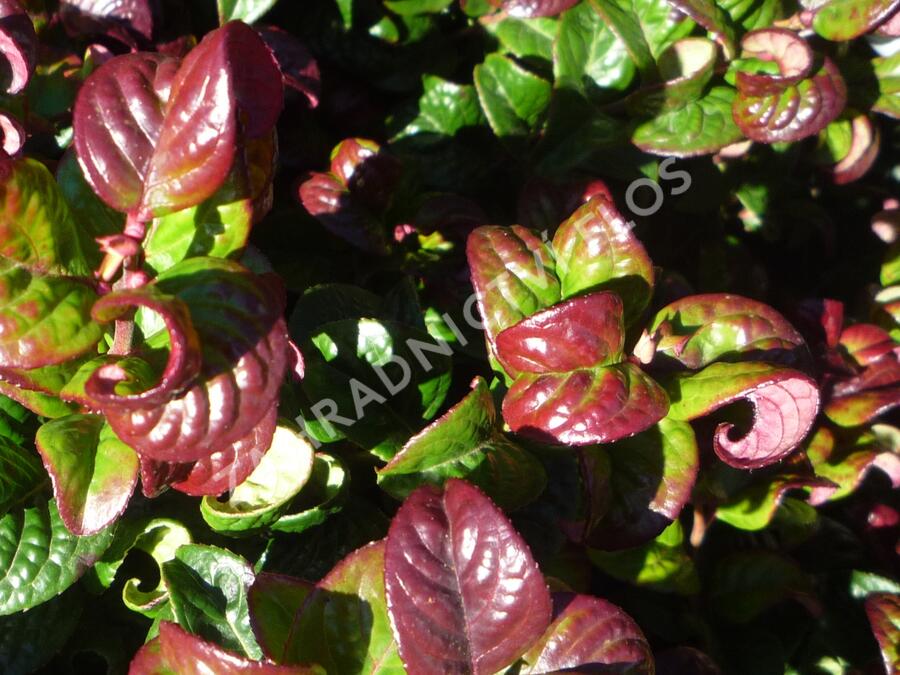 Leukothoe 'Curly Red' - Leucothoe axillaris 'Curly Red'