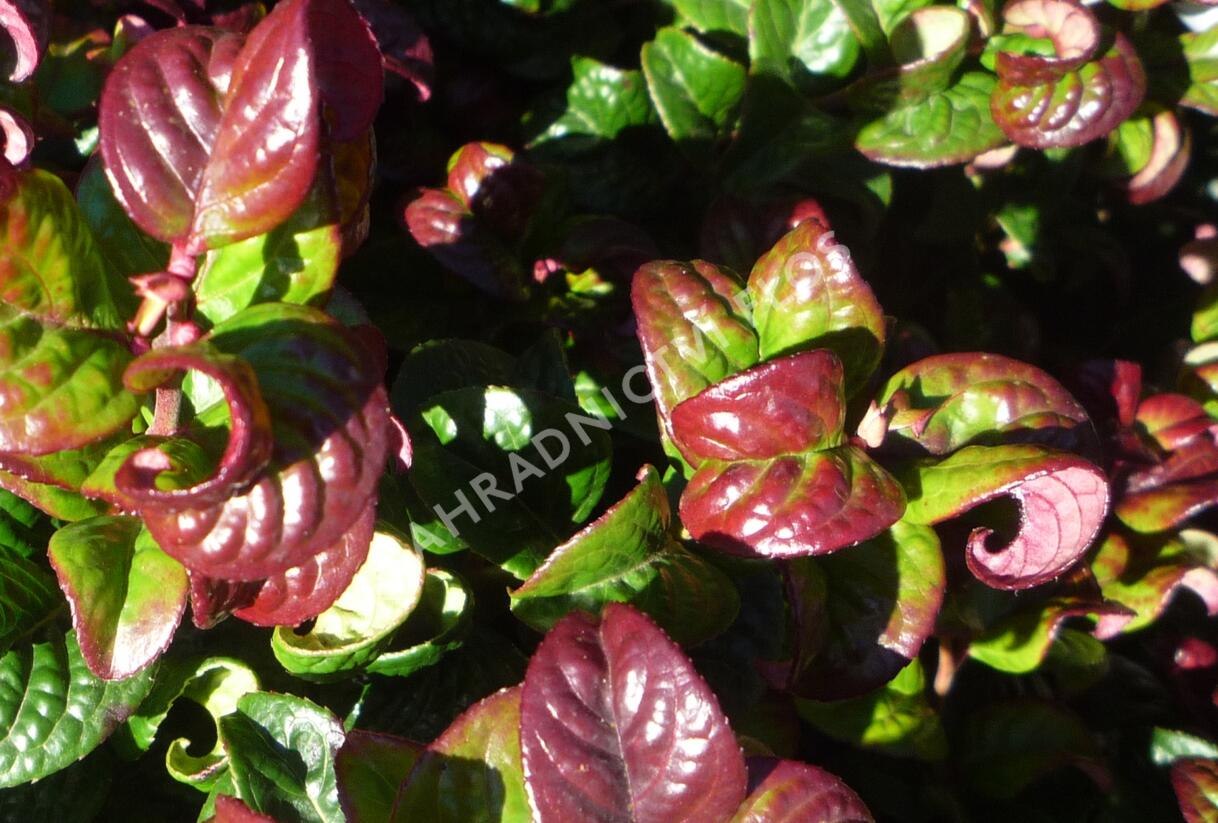 Leukothoe 'Curly Red' - Leucothoe axillaris 'Curly Red'