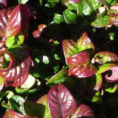 Leukothoe 'Curly Red' - Leucothoe axillaris 'Curly Red'