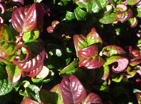 Leukothoe 'Curly Red' - Leucothoe axillaris 'Curly Red'