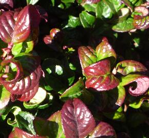 Leukothoe 'Curly Red' - Leucothoe axillaris 'Curly Red'