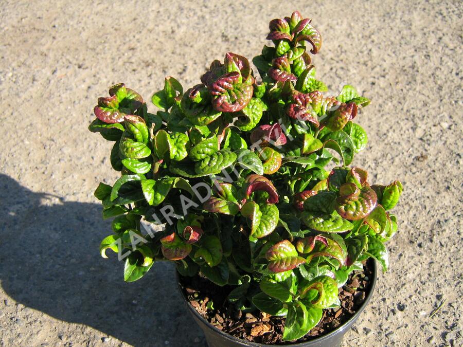 Leukothoe 'Curly Red' - Leucothoe axillaris 'Curly Red'