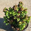 Leukothoe 'Curly Red' - Leucothoe axillaris 'Curly Red'