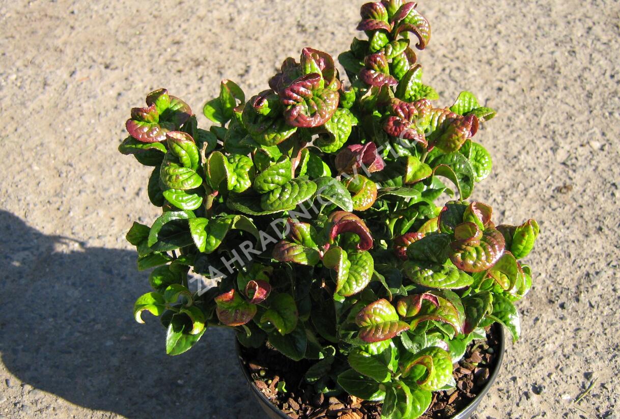 Leukothoe 'Curly Red' - Leucothoe axillaris 'Curly Red'