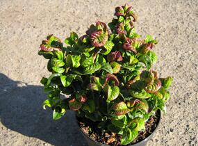 Leukothoe 'Curly Red' - Leucothoe axillaris 'Curly Red'