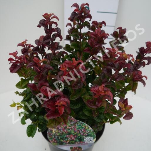 Leukothoe 'Curly Red' - Leucothoe axillaris 'Curly Red'
