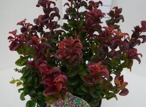 Leukothoe 'Curly Red' - Leucothoe axillaris 'Curly Red'