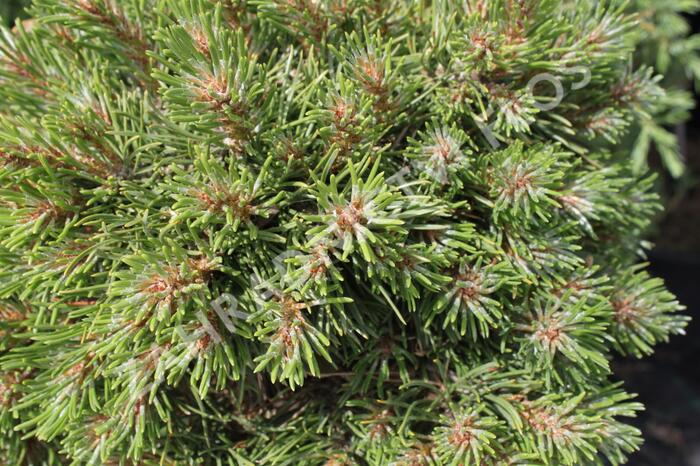 Borovice pyrenejská 'Grüne Welle' - Pinus uncinata 'Grüne Welle'