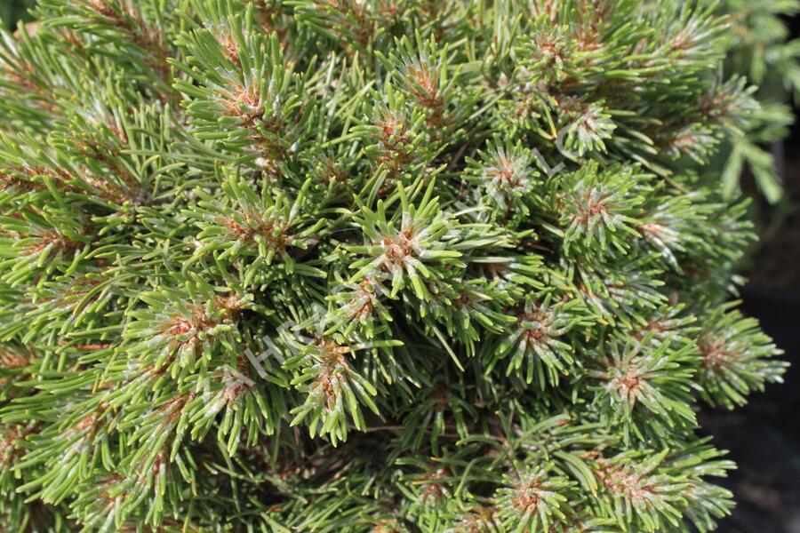Borovice pyrenejská 'Grüne Welle' - Pinus uncinata 'Grüne Welle'