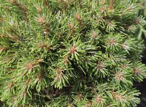 Borovice pyrenejská 'Grüne Welle' - Pinus uncinata 'Grüne Welle'