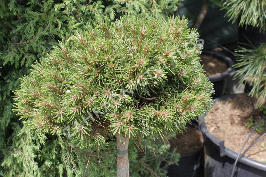 Borovice pyrenejská 'Grüne Welle' - Pinus uncinata 'Grüne Welle'