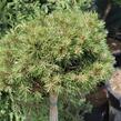 Borovice pyrenejská 'Grüne Welle' - Pinus uncinata 'Grüne Welle'
