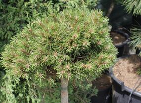 Borovice pyrenejská 'Grüne Welle' - Pinus uncinata 'Grüne Welle'