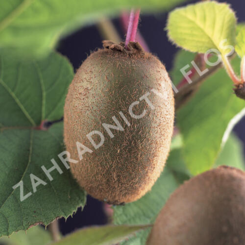 Aktinidie lahodná, kiwi - samosprašná 'Jenny' - Actinidia deliciosa 'Jenny'