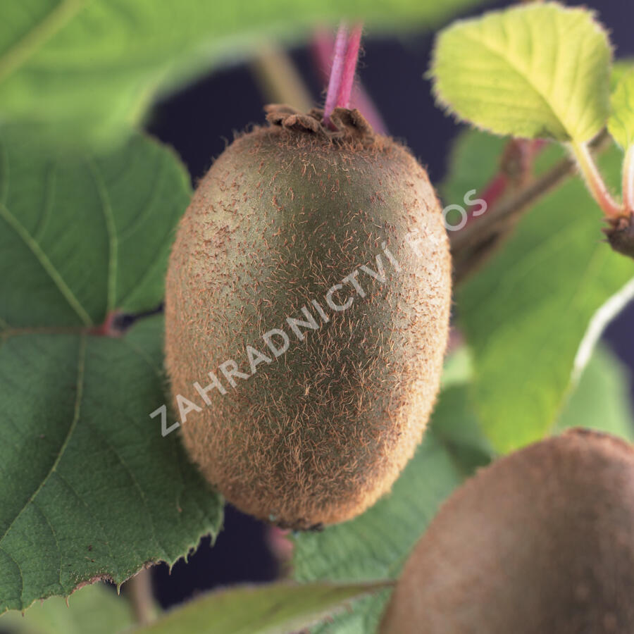 Aktinidie lahodná, kiwi - samosprašná 'Jenny' - Actinidia deliciosa 'Jenny'