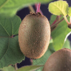 Aktinidie lahodná, kiwi - samosprašná 'Jenny' - Actinidia deliciosa 'Jenny'